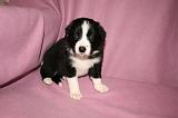 BORDER COLLIE 1303